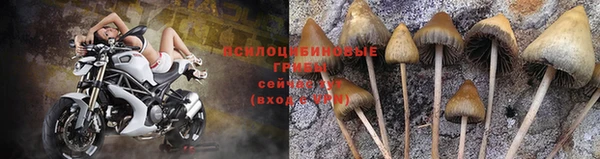PSILOCYBIN Алзамай